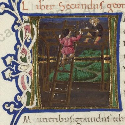 La vigne (Vergilii opera, Vatican, Reg.Lat.1988, Géorgiques 2, f25v) 