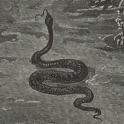 The Serpent draws near (Milton's Paradise Lost, 1866) - Gustave Doré