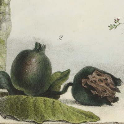 Graines et végétaux pour colliers, tatouages et nourriture (Voyage pittoresque et historique au Brésil, t.1) - Debret et Deportes