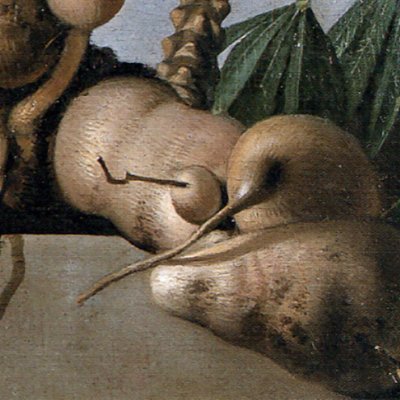 Manioc - Albert Eckhout