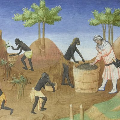 Le royaume de Coilun. Récolte du poivre (Marco Polo, Livre des Merveilles, Fr2810, f84r)