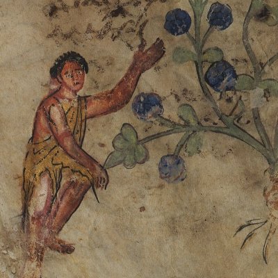 Argémone et mouron (Dioscoride, De materia medica, Grec 2179 f2r)