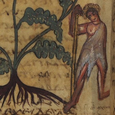Othonna (Dioscoride, De materia medica, Grec 2179 f4v)