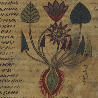 Lotus d'Égypte (Dioscoride, De materia medica, Grec 2179 f117r)