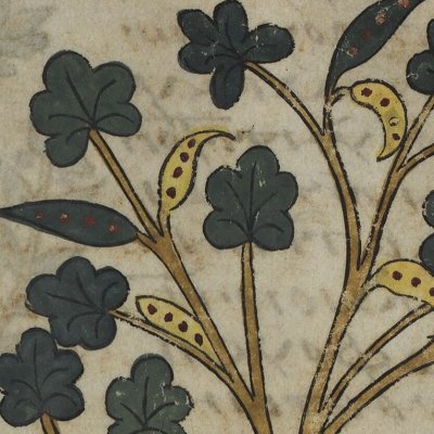 Katanankê, ou Ornithope comprimé (Dioscoride, De materia medica, Grec 2179 f117r)