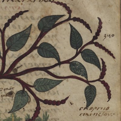 Coronilla scorpioeides, Queue de scorpion (Dioscoride, De materia medica, Grec 2179 f142v)