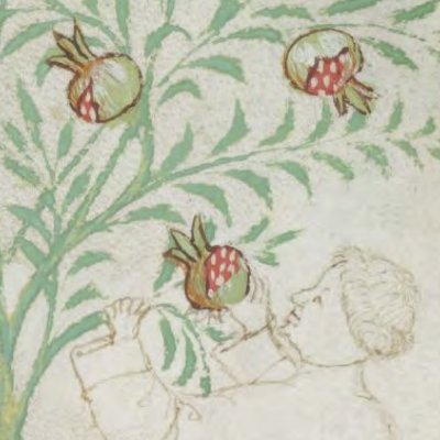 Grenade amère (Tacuinum sanitatis, Liège Ms.1041, f5r)