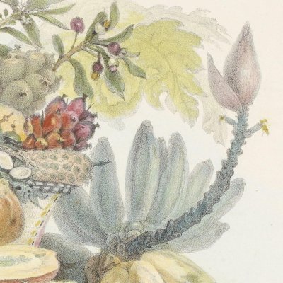 Fruits du Brésil (Voyage pittoresque et historique au Brésil, t.3) - Debret