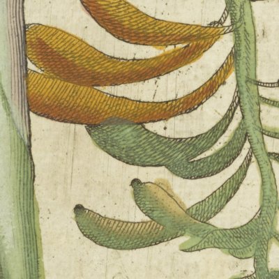 Le bananier (Boym, Flora Sinensis f11v)