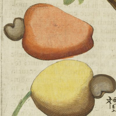 La noix de cajou (Boym, Flora Sinensis f12v)