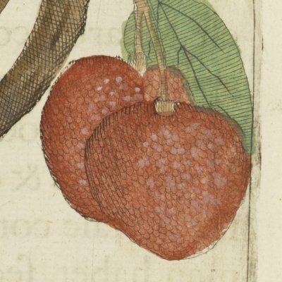 Le litchi (Boym, Flora Sinensis f13v)