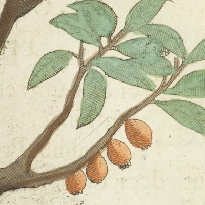 Gial-Bo / Jamrosat (Boym, Flora Sinensis f14v) 