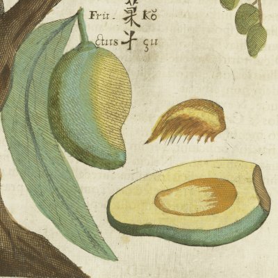 La mangue (Boym, Flora Sinensis f16v) 