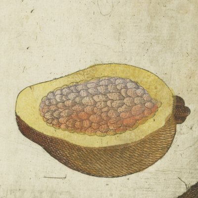 La goyave (Boym, Flora Sinensis f18v) 