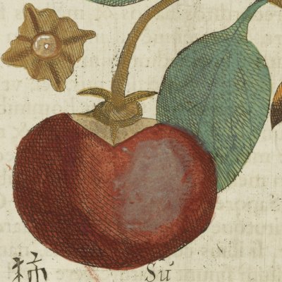 Su-Pim / le kaki (Boym, Flora Sinensis f20v) 
