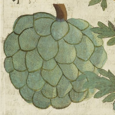Ya-Ta / l'annone (Boym, Flora Sinensis f21v) 