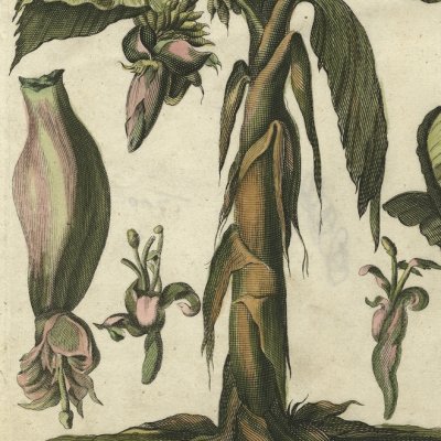 Le Dudaïm découvert par Ruben (Willem et David Goeree, Mosaize historie der Hebreeuwse kerke)