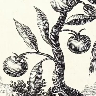 Goyavier et Kaki / Cheu ku, ou Goavas, et Su-Ping (Histoire générale des voyages, 1753, t. 6)