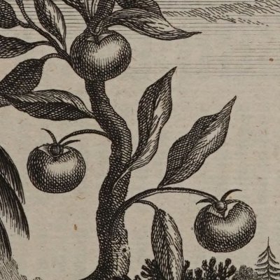 Le Su-ping (kaki) et le Chew kû, ou Goyavier (Green, A new general collection of voyages and travels, t4) - Wood