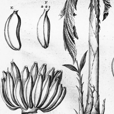 Musa. Figo de India. Pissang / Le bananier (Herbarium Amboinense, 5, 60)