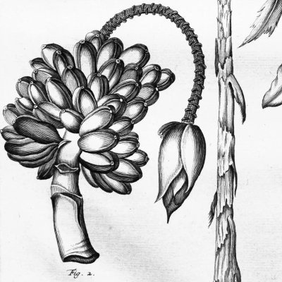 Musa Simiarum. Pissang Jacki / Le bananier acuminata (Herbarium Amboinense, 5, 61)