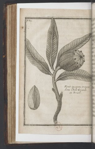 Poire de Mapou, fruit inconnu (Voyage de M. de Gennes, 1699) - Inselin