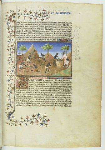 Le royaume de Coilun. Récolte du poivre (Marco Polo, Livre des Merveilles, Fr2810, f84r)