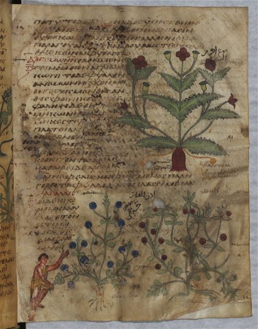 Argémone et mouron (Dioscoride, De materia medica, Grec 2179 f2r)