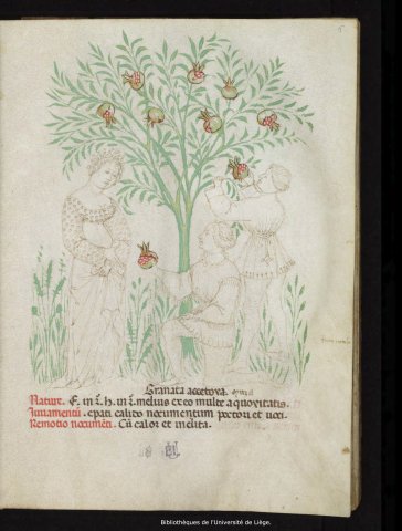 Grenade amère (Tacuinum sanitatis, Liège Ms.1041, f5r)